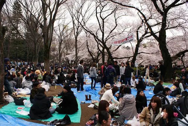 Hanami etiquette guide | Japan Experience