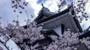 Cherry Blossom in front of Kanazawa Castle