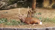 A deer laying on grass in a zoo enclosure