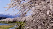 Le tunnel de Sakura