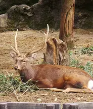 A deer laying on grass in a zoo enclosure