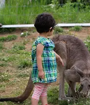 Un enfant se balade avec les kangourous Un enfant se balade avec les kangourous