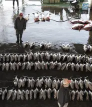 Le marché aux poissons de Kii-Katsuura Le marché aux poissons de Kii-Katsuura