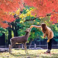 Nara Sika deers are sacred, and protected as National Treasures.