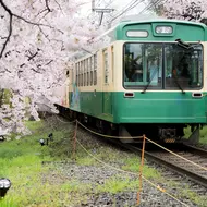 Train and Sakura Imagínese que está tomando el tren con los cerezos en flor...