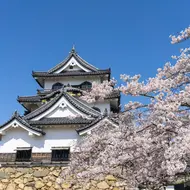 Hikone - Castle with cherry blossom Hikone - Castle with cherry blossom