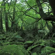 Yakushima - Nature Yakushima - Nature