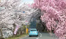 driving in japan sakura driving in japan sakura