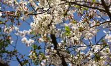 Kirschblüten im Frühling