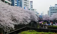 Les abords de la rivière Meguro à l'heure du Hanami