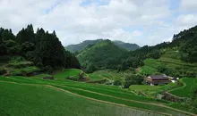 Rizières en terrasse à Ukiha