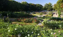 Le jardin de roses du parc Utsubo, à Osaka