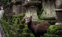 Ciervo entre las lamparas de piedra tōrō del santuario Kasuga Taisha en Nara