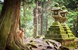 Los ciervos de Nara Sika son sagrados y están protegidos como Tesoros Nacionales.