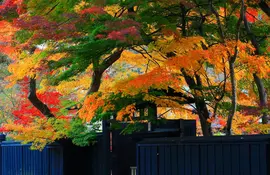 Herbstblätter im Kakunodate Samurai Bezirk