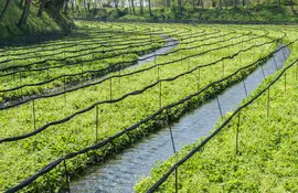 Ferme de culture du wasabi dans la région de Matsumoto