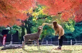 Los ciervos de Nara Sika son sagrados y están protegidos como Tesoros Nacionales.