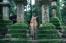 Nara, la première capitale impériale du Japon.
