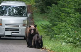 A family of brown bears walking in front of a car in the Shiretoko Peninsula, Hokkaido