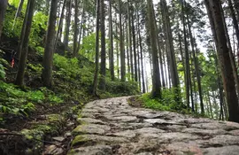 Le chemin de randonnée entre Magome et Tsumago serpente dans la forêt.