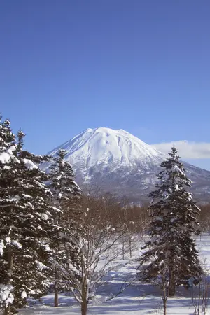 Trees covered in snow in front of Mt Yotei
