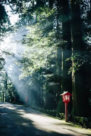 Komorebi on old Tokaido road in Hakone : the scattered light when sunlight shines through trees