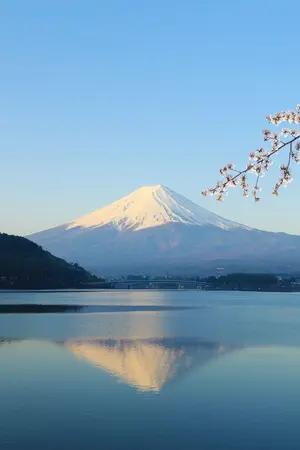 Mount Fuji during cherry blossom (Sakura)