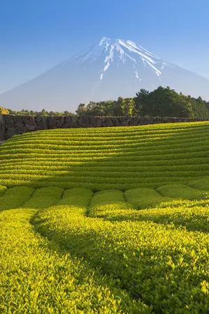 Mount Fuji Tea fields Mount Fuji Tea fields
