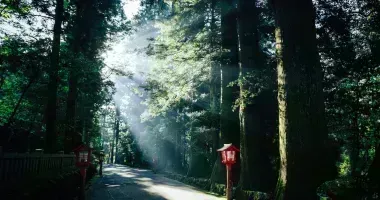 Komorebi: luz que se filtra a través de los árboles en el monte Fuji de Hakone, en la antigua carretera de Tokaido