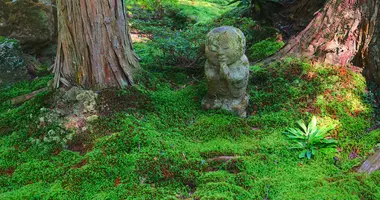 The lovely moss garden of Sanzenin temple