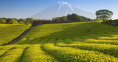 Mount Fuji Tea fields