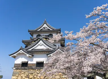 Hikone castle Hikone Castle built in 1622, a popular spot for its cherry blossoms