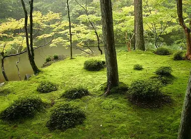 Jardín de musgo del templo Kokedera. Jardín de musgo del templo Kokedera.