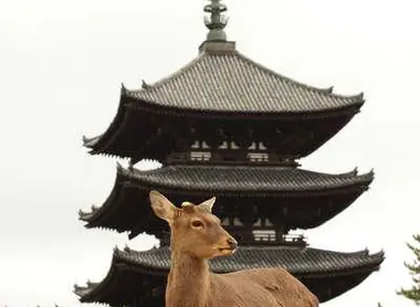 Un cerbiatto davanti alla pagoda di 5 piani di Kofukuji  Un cerbiatto davanti alla pagoda di 5 piani di Kofukuji