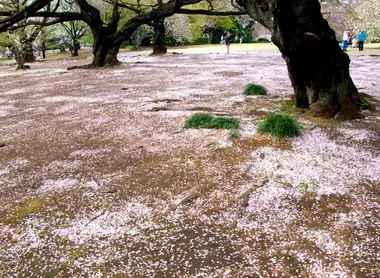 Cherry blossom petals after hanami. The bed of cherry petals just after hanami.