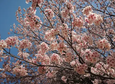 Under the blossoming cherry trees. The best places in Japan Guide under the cherry blossoms.