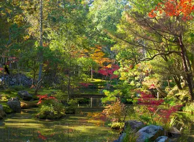 Los musgos del jardín Saihoji. Los musgos del jardín Saihoji.