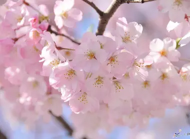 Cerezos en flor en Tokio Cerezos en flor en Tokio