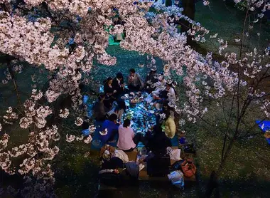 A group of Japanese settled in a park to picnic under the cherry trees. A group of Japanese settled in a park to picnic under the cherry trees.