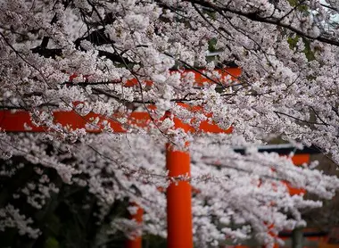 Les cerisiers Somei Yoshino du sanctuaire Takenaka Inari Jinja à Kyoto Les cerisiers Somei Yoshino du sanctuaire Takenaka Inari Jinja à Kyoto