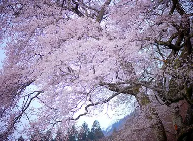 Cerisier Edo Higan près d'Hiroshima Cerisier Edo Higan près d'Hiroshima