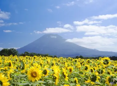 Sunflower is the emblem of the village of Kyogoku Sunflower is the emblem of the village of Kyogoku