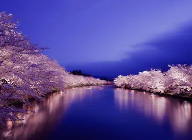 Illuminated Sakura in Hirosaki Park Illuminated Sakura in Hirosaki Park