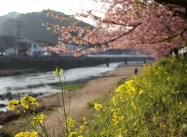 Cherry blossoms and rapeseed by the Kawazu river Cherry blossoms and rapeseed by the Kawazu river