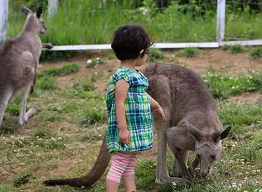 Un enfant se balade avec les kangourous Un enfant se balade avec les kangourous