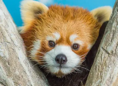 Le très populaire panda roux Le très populaire panda roux