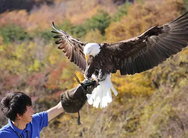 Le spectacle des oiseaux Le spectacle des oiseaux
