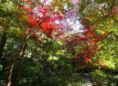 Vallée Todoroki Vallée Todoroki