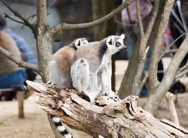 Kobe animal kindgom Kobe animal kindgom