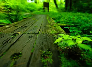 Sayama Hills, la forêt de Totoro